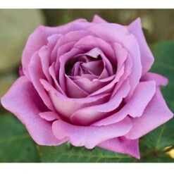 Rosier CLAUDE BRASSEUR ® Meibriacus -Jardin Entretien Magasin 0501 2945 rosier claude brasseur meibriacus mi t1000