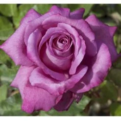 Rosier CLAUDE BRASSEUR ® Meibriacus