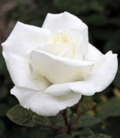 Rosier METROPOLITAN ® Meifaissel -Jardin Entretien Magasin 0502 metropolitan meifaissel 12 3138 hd mi