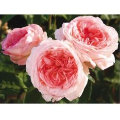 Rosier LIV TYLER ® Meibacus -Jardin Entretien Magasin 0503 2906b rosier liv tyler meibacus t1000