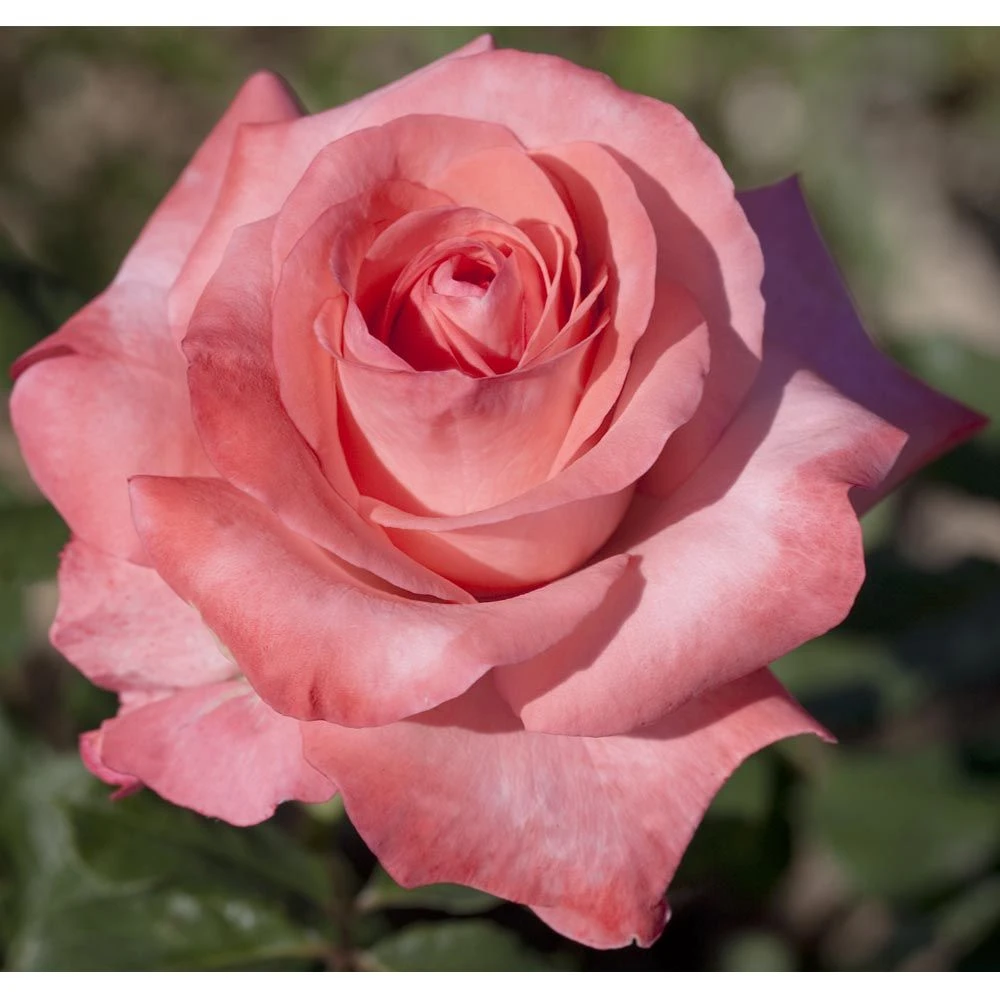 Rosier ARTHUR RIMBAUD ® Meihylvol 2 Rosier ARTHUR RIMBAUD ® Meihylvol – Image 2