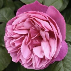 Rosier LINE RENAUD ® Meiclusif -Jardin Entretien Magasin 0507 0507lr 2969 2204 2530 line renaud meiclusif 11 1570 hd t1000 1