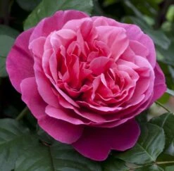 Rosier LINE RENAUD ® Meiclusif -Jardin Entretien Magasin 0507 rosier line renaud mi