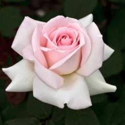 Nouvelles versions -Jardin Entretien Magasin 0509 2968 2208c rosier prince jardinier meitroni mi t1000