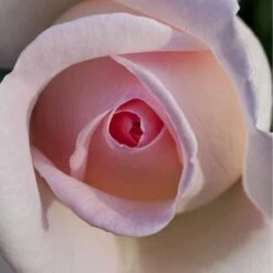 Rosier PRINCE JARDINIER ® Meitroni -Jardin Entretien Magasin 0509 2968 2208f rosier prince jardinier meitroni mi t1000