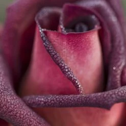 Rosier EDDY MITCHELL ® Meirysett -Jardin Entretien Magasin 0511 2926d eddy mitchell meirysett mi t1000