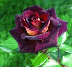 Rosier EDDY MITCHELL ® Meirysett -Jardin Entretien Magasin 0511a rosier eddy mitchell r meirysett