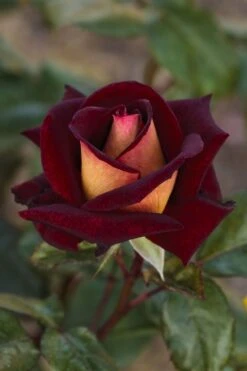 Rosier EDDY MITCHELL ® Meirysett -Jardin Entretien Magasin 0511b rosier eddy mitchell r meirysett mi