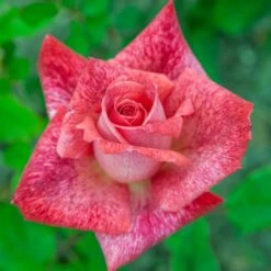 Rosier PIERRE CARDIN ® Meilolipo -Jardin Entretien Magasin 0514 2966 rosier pierre cardin meilolipo mi t1000