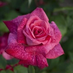 Rosier PIERRE CARDIN ® Meilolipo