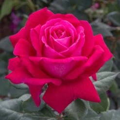 Rosier ELEGANCE ® Française Meithatie