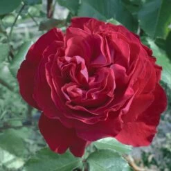 Rosier MARYLOU ® Meilitchy -Jardin Entretien Magasin 0517 2903 b rosier marylou meilitchy t1000