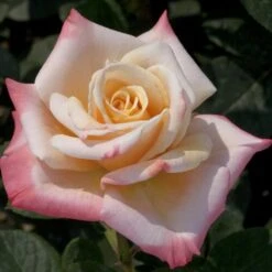 Rosier Tige LAETITIA CASTA ® Meilampario -Jardin Entretien Magasin 0520 2983a rosier laetitia casta meilampario mi t1000 1