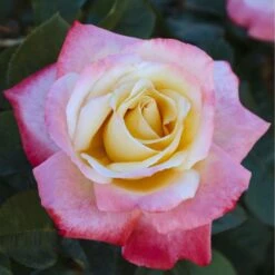 Jardin Entretien Magasin -Jardin Entretien Magasin 0520 2983c rosier laetitia casta meilampario mi t1000 1