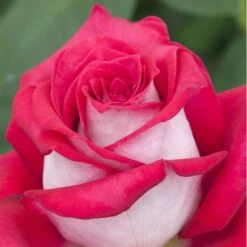 Rosier MONICA BELLUCCI ® Meimonkeur -Jardin Entretien Magasin 0522 2919a rosier monica bellucci meimonkeur mi t1000