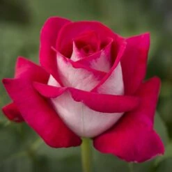 Rosier MONICA BELLUCCI ® Meimonkeur -Jardin Entretien Magasin 0522 2919c rosier monica bellucci meimonkeur mi t1000