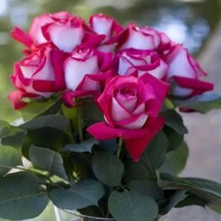 Rosier MONICA BELLUCCI ® Meimonkeur -Jardin Entretien Magasin 0522 2919e rosier monica bellucci meimonkeur mi t1000 1