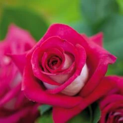 Rosier MONICA BELLUCCI ® Meimonkeur -Jardin Entretien Magasin 0522 rosier monica bellucci meimonkeur t1000