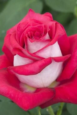 Rosier MONICA BELLUCCI ® Meimonkeur -Jardin Entretien Magasin 0522a rosier monica bellucci meimonkeur hd mi t1000