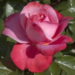 Rosier DRAKKAR ® Meikolyma -Jardin Entretien Magasin 0523 2970 rosier drakkar meikolyma t1000