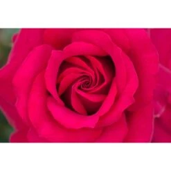 Rosier BELLES RIVES ® Meizolnil -Jardin Entretien Magasin 0525 2951 meizolnil belles rives 17 00026 1000