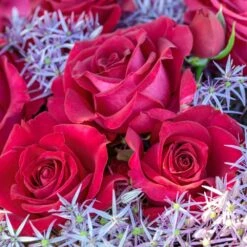 Rosier BELLES RIVES ® Meizolnil -Jardin Entretien Magasin 0525 2951 meizolnil belles rives 18 00011 1000