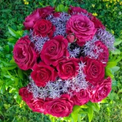 Rosier BELLES RIVES ® Meizolnil -Jardin Entretien Magasin 0525 2951 meizolnil belles rives 18 00029 1000