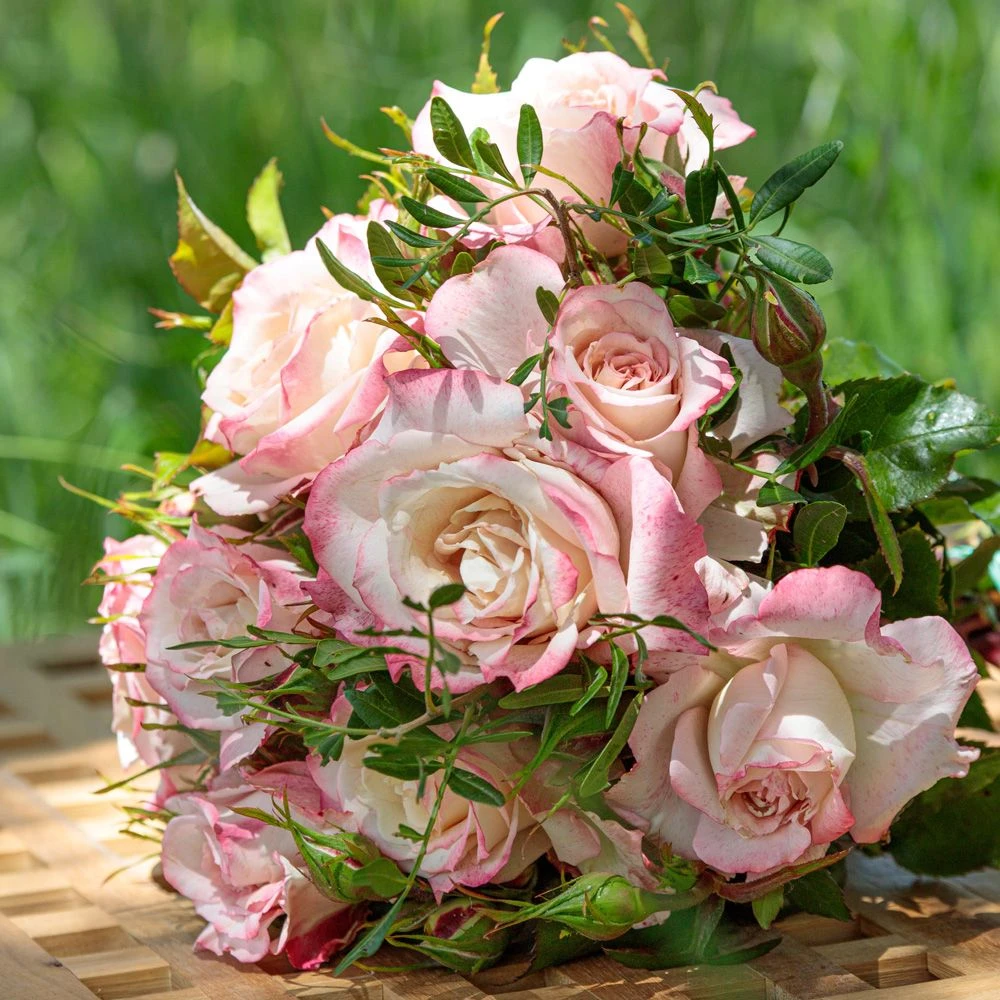 Rosier LYON LUMIERES ® Meivanae 3 Rosier LYON LUMIERES ® Meivanae – Image 3