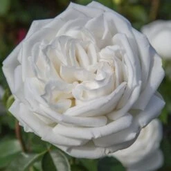 Jardin Entretien Magasin 14 Jardin Entretien Magasin -Jardin Entretien Magasin 1001 2920 2207 2559a rosier pierre arditi meicalanq mi t1000