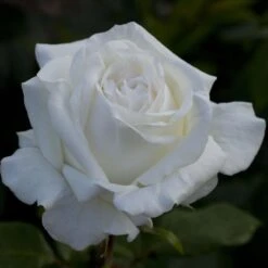 Rosier PIERRE ARDITI ® Meicalanq -Jardin Entretien Magasin 1001 2920 2207 2559b rosier pierre arditi meicalanq t1000