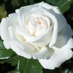 Rosier PIERRE ARDITI ® Meicalanq -Jardin Entretien Magasin 1001c rosier pierre arditi meicalanq t1000