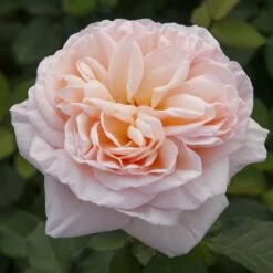 Rosier Belle ROMANTICA ® Meigapencey