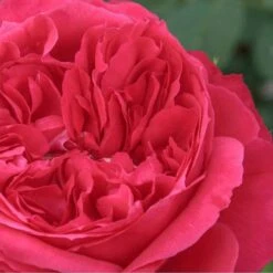 Rosier RUBAN ROUGE ® Meiprehmyr -Jardin Entretien Magasin 1005 2952 2386b rosier ruban rouge meiprehmyt1000