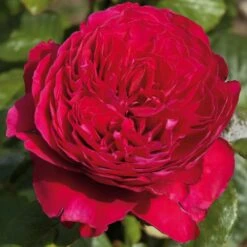 Rosier ALAIN SOUCHON ® Meikarouz