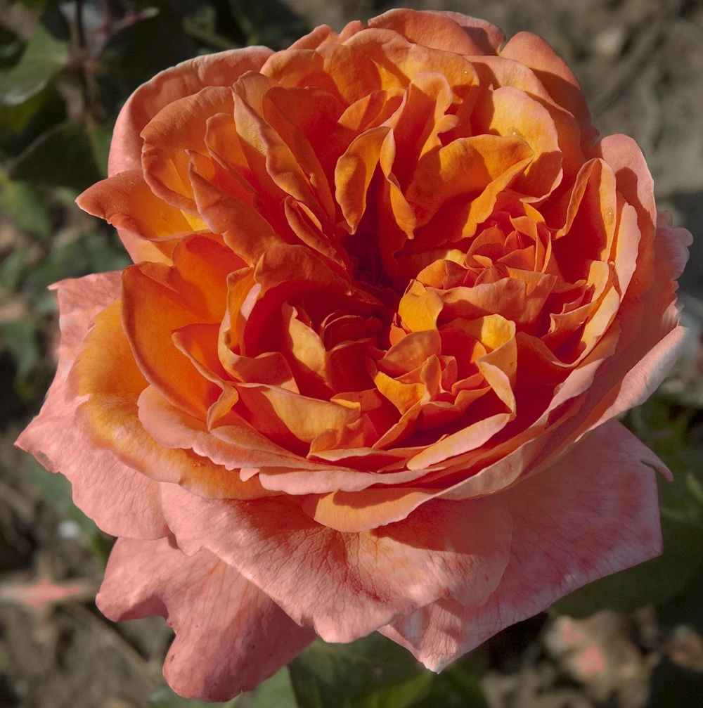 Rosier RENE GOSCINNY ® Meifrypon 2 Rosier RENE GOSCINNY ® Meifrypon – Image 2