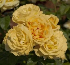 Rosier MICHELANGELO ® Meitelov -Jardin Entretien Magasin 1026 rosier michelangelo meitelov hd 1