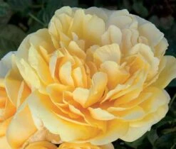 Rosier MICHELANGELO ® Meitelov -Jardin Entretien Magasin 1026 rosier michelangelo mi