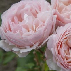 Rosier PRINCESSE CHARLENE DE MONACO ® Meidysouk -Jardin Entretien Magasin 1031 2921g rosier princesse charlene de monaco meidysouk t1000