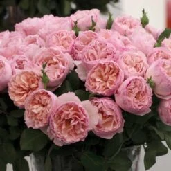 Rosier PRINCESSE CHARLENE DE MONACO ® Meidysouk -Jardin Entretien Magasin 1031 2921l rosier princesse charlene de monaco meidysouk t1000