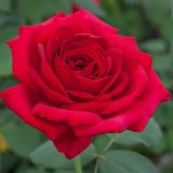 Rosier Jubilé PAPA MEILLAND ® Meiceazar