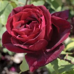 Rosier PAPA MEILLAND ® Meicesar -Jardin Entretien Magasin 1036 2936c rosier papa meilland meicesar mi t1000