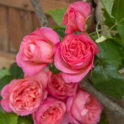 Rosier Mademoiselle MEILLAND ® Meinostair -Jardin Entretien Magasin 1037 2980 2318b rosier mademoiselle meilland meinostair mi t1000