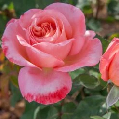 Rosier Mademoiselle MEILLAND ® Meinostair -Jardin Entretien Magasin 1037 2980 2318o rosier mademoiselle meilland meinostair mi t1000