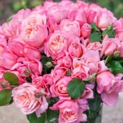 Rosier Mademoiselle MEILLAND ® Meinostair -Jardin Entretien Magasin 1037 2980 2318r rosier mademoiselle meilland meinostair mi t1000 2