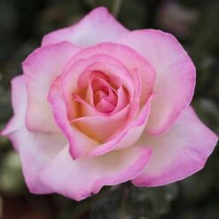 Rosier PRINCESSE DE MONACO ® Meimagarmic -Jardin Entretien Magasin 1038 2938a rosier princesse de monaco meimagarmic t1000