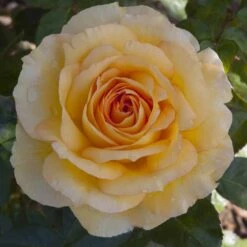 Rosier SUMMERTIME ® Meipiokou -Jardin Entretien Magasin 1040 2960f rosier summertime meipiokou mi t1000