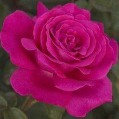 Rosier VELASQUEZ ® Meimirtylus -Jardin Entretien Magasin 1041 2958b rosier velasquez meimirtylus t1000