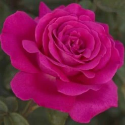 Collection Pour Un Massif Parfumé -Jardin Entretien Magasin 1041 2958b rosier velasquez meimirtylus t1000 1