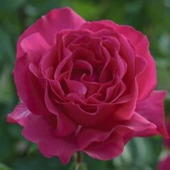 Rosier VELASQUEZ ® Meimirtylus -Jardin Entretien Magasin 1041 2958c rosier velasquez meimirtylus t1000