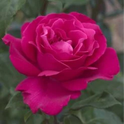 Rosier VELASQUEZ ® Meimirtylus -Jardin Entretien Magasin 1041 2958d rosier velasquez meimirtylus t1000